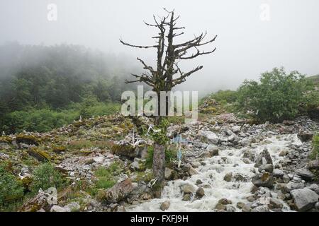 Ganzi, Ganzi, CHN. 4 Août, 2015. Ganzi, CHINE - 4 août 2015 : (usage éditorial uniquement. Chine OUT) Hailuogou (Conch Gully) Glacier National Forest Park est situé sur la côte orientale de Gonggar Mountain dans le comté de Luding de la préfecture autonome tibétaine de Garze, province du Sichuan. C'est 319 km de Chengdu, capitale de la province du Sichuan et 105 km de Kangding, où les organes administratifs de la préfecture autonome Garze sont situés. Glaciers dans Hailuogou sont typiques des glaciers maritimes modernes, qui sont rarement trouvés dans des endroits à faible latitude ou à basse altitude. Son point le plus bas est sur Banque D'Images