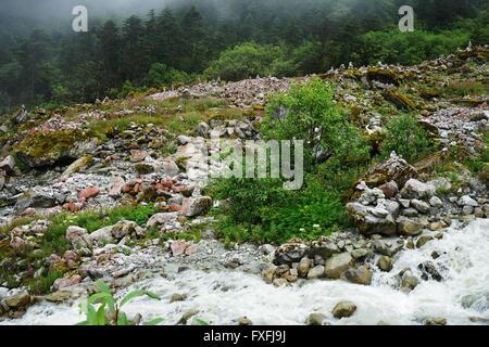 Ganzi, Ganzi, CHN. 4 Août, 2015. Ganzi, CHINE - 4 août 2015 : (usage éditorial uniquement. Chine OUT) Hailuogou (Conch Gully) Glacier National Forest Park est situé sur la côte orientale de Gonggar Mountain dans le comté de Luding de la préfecture autonome tibétaine de Garze, province du Sichuan. C'est 319 km de Chengdu, capitale de la province du Sichuan et 105 km de Kangding, où les organes administratifs de la préfecture autonome Garze sont situés. Glaciers dans Hailuogou sont typiques des glaciers maritimes modernes, qui sont rarement trouvés dans des endroits à faible latitude ou à basse altitude. Son point le plus bas est sur Banque D'Images