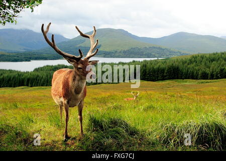 Deux Scottish red deer Banque D'Images