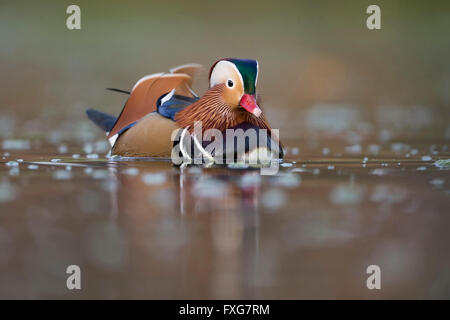 Canard Mandarin Aix galericulata / Mandarinente ( ), Drake en robe colorée de reproduction, Close up, couleur de fond propre de nice. Banque D'Images