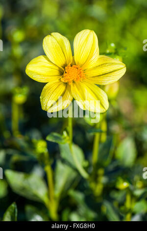 Le dahlia (Dahlia sp.) fleur jaune nommé Atchoum, Heidenau, Saxe, Allemagne Banque D'Images