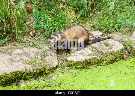 D'amérique (Mustela putorius furo) Comité permanent par petit lac, Bad Mergentheim, Bade-Wurtemberg, Allemagne Banque D'Images