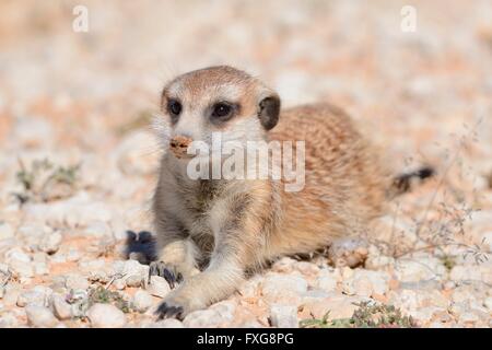 Meerkat (Suricata suricatta), jeune homme, couché sur le gravier, Kgalagadi Transfrontier Park, Northern Cape, Afrique du Sud Banque D'Images