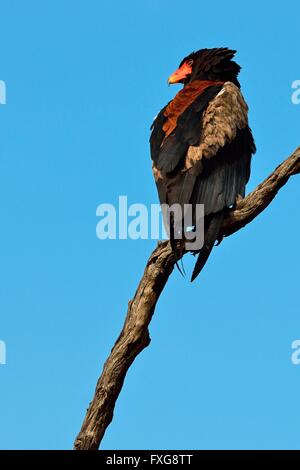 Aigle Bateleur (Terathopius ecaudatus), perché sur arbre mort, Kruger National Park, Afrique du Sud Banque D'Images