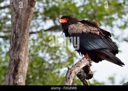 Aigle Bateleur (Terathopius ecaudatus), perché sur un arbre, Kruger National Park, Afrique du Sud Banque D'Images