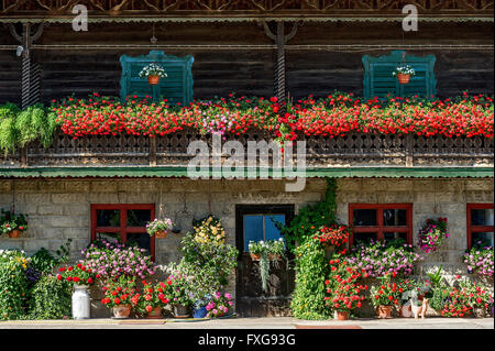 Ancienne ferme, balcon avec des géraniums (Pelargonium spec.), boîtes à fleurs, Piesenkam, Isarwinkel, Haute-Bavière, Bavière, Allemagne Banque D'Images
