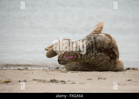 Phoque gris de l'Atlantique, Halichoerus grypus, détail portrait avec bouche ouverte montrant les dents, à la plage de l'île de Helgoland, Dune, Banque D'Images