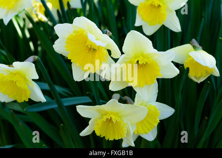 Narcisse incomparabilis est un type de jonquille. Ici la variété Ice Follies. Banque D'Images