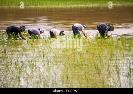 Villageois travaillant sur le champ de riz, Cambodge. Banque D'Images