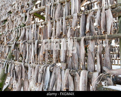 Stockfish pendaison et séchage sur crémaillère à Svolvær, îles Lofoten, Norvège Banque D'Images