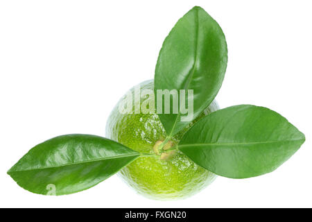 Limes Lime fruits top view isolé sur fond blanc Banque D'Images