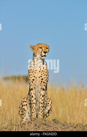 À la recherche des guépards sauvages tout en étant assis sur une termitière dans les prairies du Masai Mara au Kenya, Afrique Banque D'Images