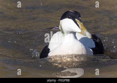 Eider européenne 'omateria mollissima'. Banque D'Images