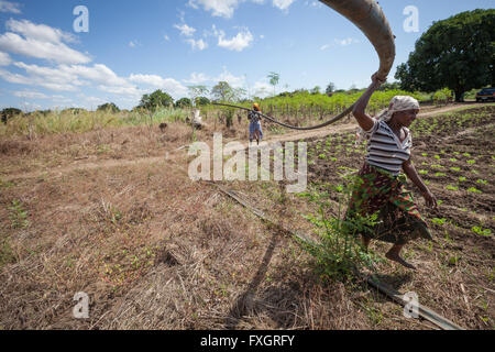 Au Mozambique, les femmes au travail dans le milieu de la plantation. Banque D'Images