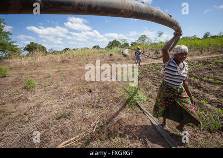 Au Mozambique, les femmes au travail dans le milieu de la plantation. Banque D'Images