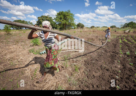 Au Mozambique, les femmes au travail dans le milieu de la plantation. Banque D'Images