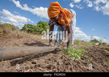 Au Mozambique, les femmes au travail dans le milieu de la plantation. Banque D'Images