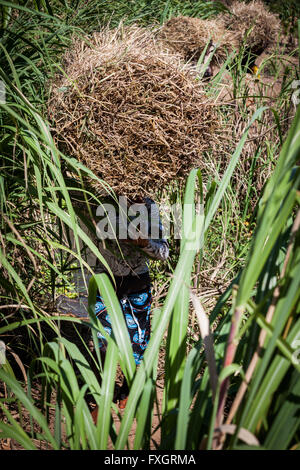 Au Mozambique, les femmes au travail dans le milieu de la plantation. Banque D'Images