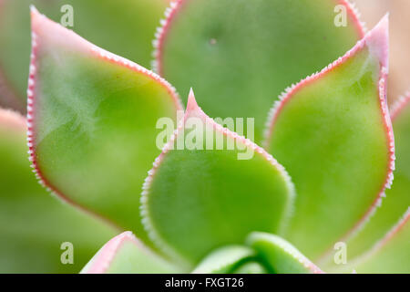 Echeveria agavoides 'Red', Canaries, Gran Canaria, montagnes centrales, Banque D'Images