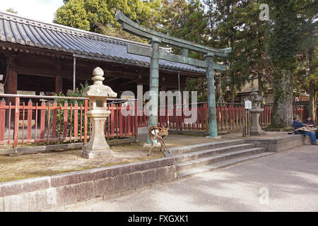 Un cerf apprivoisé en face d'un temple bouddhiste sur l'île de Miyajima, Hiroshima Prefecture, Japan Banque D'Images