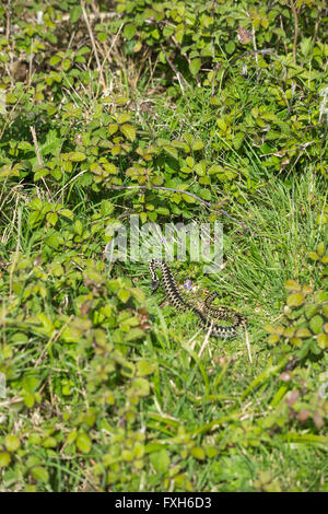 L'additionneur commun Vipera berus, mâle adulte, lovés dans la végétation, Hellenge scrub court Hill, Weston-Super-Mare, Somerset, en avril. Banque D'Images