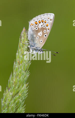 Blue Polyommatus icarus commun, homme, vue dorsale, le repos, Raven Point, Irlande en juin. Banque D'Images