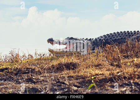 Grand Alligator Floride dans les zones humides Banque D'Images