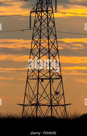 Étourneau sansonnet Sturnus vulgaris, troupeau, de se percher sur l'électricité pylône, Rigg, Dumfries et Galloway, au Royaume-Uni en février. Banque D'Images