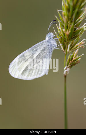 Juvernica Leptidea blanc bois cryptique, adulte, au repos sur l'herbe de l'oreille moyenne, Raven Point, Irlande en mai. Banque D'Images