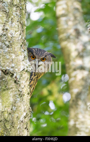 Eagle owl Bubo bubo eurasien, femelle adulte, sur autour de tronc, Hawk Conservancy Trust, Andover, Hampshire, en septembre. Banque D'Images
