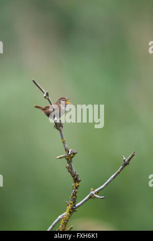 Troglodyte mignon Troglodytes troglodytes, mâle adulte, perché et chant, Fen de Lakenheath, Suffolk, UK en juin. Banque D'Images