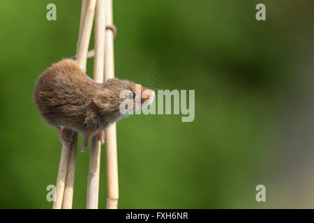 Micromys minutus Souris (captive), mâle adulte, souches d'escalade, Solihull, West Midlands, en avril. Banque D'Images