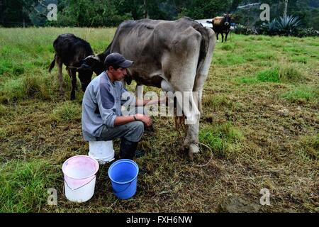 La traite à l'élaboration de fromage traditionnel dans Sapalache Huaringas Las ' ' - HUANCABAMBA.. .Département de Piura au Pérou Banque D'Images