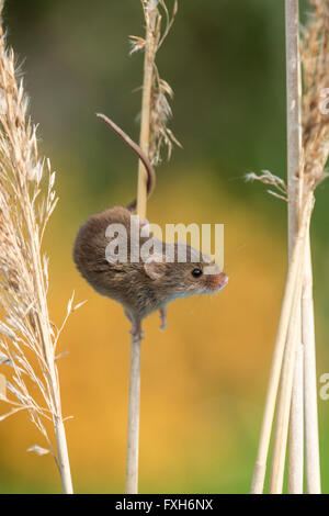 Micromys minutus Souris (captive), mâle adulte, souches d'escalade, Solihull, West Midlands, en avril. Banque D'Images