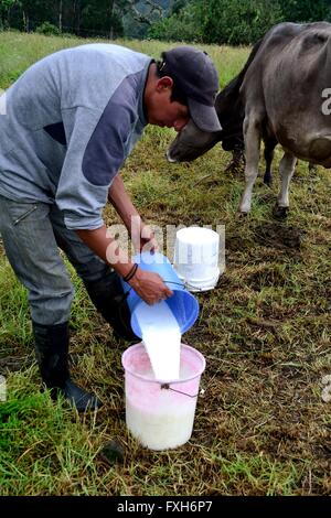 La traite à l'élaboration de fromage traditionnel dans Sapalache Huaringas Las ' ' - HUANCABAMBA.. .Département de Piura au Pérou Banque D'Images