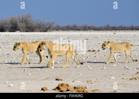 Les trois lions (Panthera leo) Balade dans le parc national d'Etosha, Namibie Banque D'Images