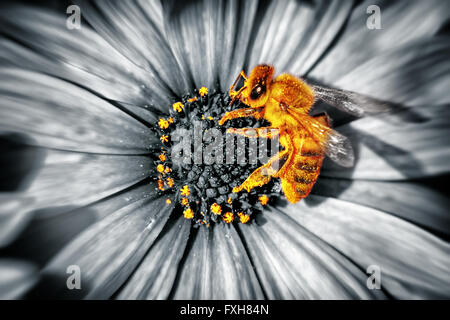 Photo en gros plan d'une jolie petite abeille jaune assis sur une fleur de marguerites, la collecte des abeilles pour produire du pollen le miel Banque D'Images