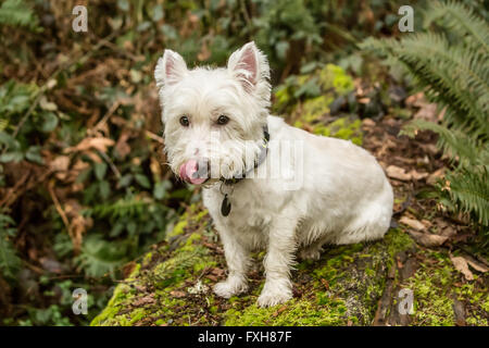Fermeture éclair, un Westie, léchant ses lèvres en prévision d'un autre traiter., comme il est assis sur un grand arbre couvert de mousse Banque D'Images