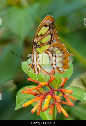 Siproeta stelenes Malachite Papillon papillon prise à Fort Myers en Flkorida Banque D'Images