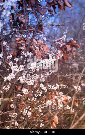 Aubépine à fleurs au printemps bush. Banque D'Images
