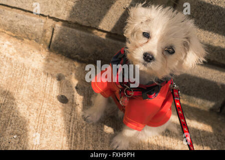 Naissance d'un petit chien avec un manteau rouge Banque D'Images