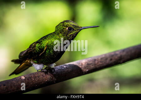 Un colibri vert est assis sur une branche. Les colibris sont capable de déplacer leurs ailes très rapidement. Banque D'Images