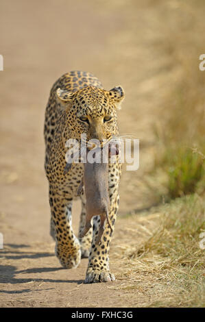 African Leopard (Panthera pardus pardus) marche à travers les prairies du Masai Mara en transportant un bébé phacochère mort piglet Banque D'Images
