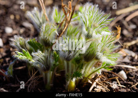 Pulsatilla vulgaris anémone pulsatille ou au début du printemps avant qu'il fleurisse. Aussi connu comme des danois du sang. Banque D'Images