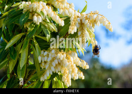 Pieris, également connu sous le nom de andromeda ou fetterbush, ici considérée avec un bourdon sur une des fleurs. Banque D'Images