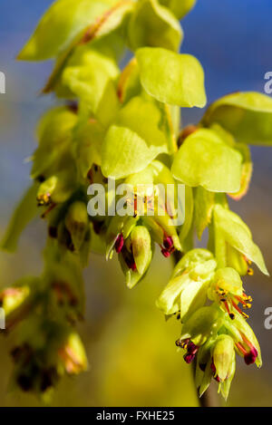 Corylopsis spicata, hiver, Hazel ici vu en pleine floraison au printemps. Belle de près de l'amende et de petites fleurs. Banque D'Images