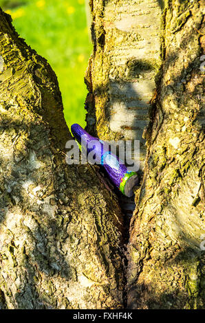 Lapin de Pâques au chocolat caché dans l'arbre Banque D'Images