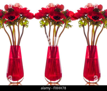 L'ART NUMÉRIQUE : Anemoni Rossi Banque D'Images