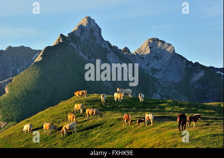 Les vaches domestiques (Bos taurus) et de chevaux d'itinérance dans les Pyrénées-Atlantiques, Pyrénées, France Banque D'Images