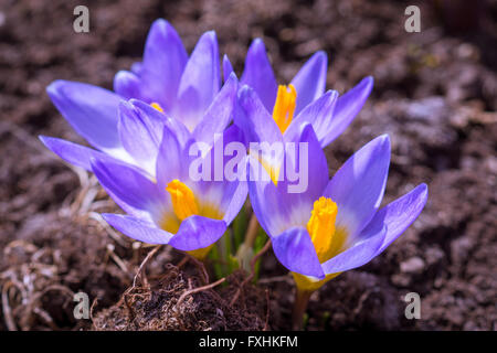 La photo montre la floraison mauve crocus Banque D'Images